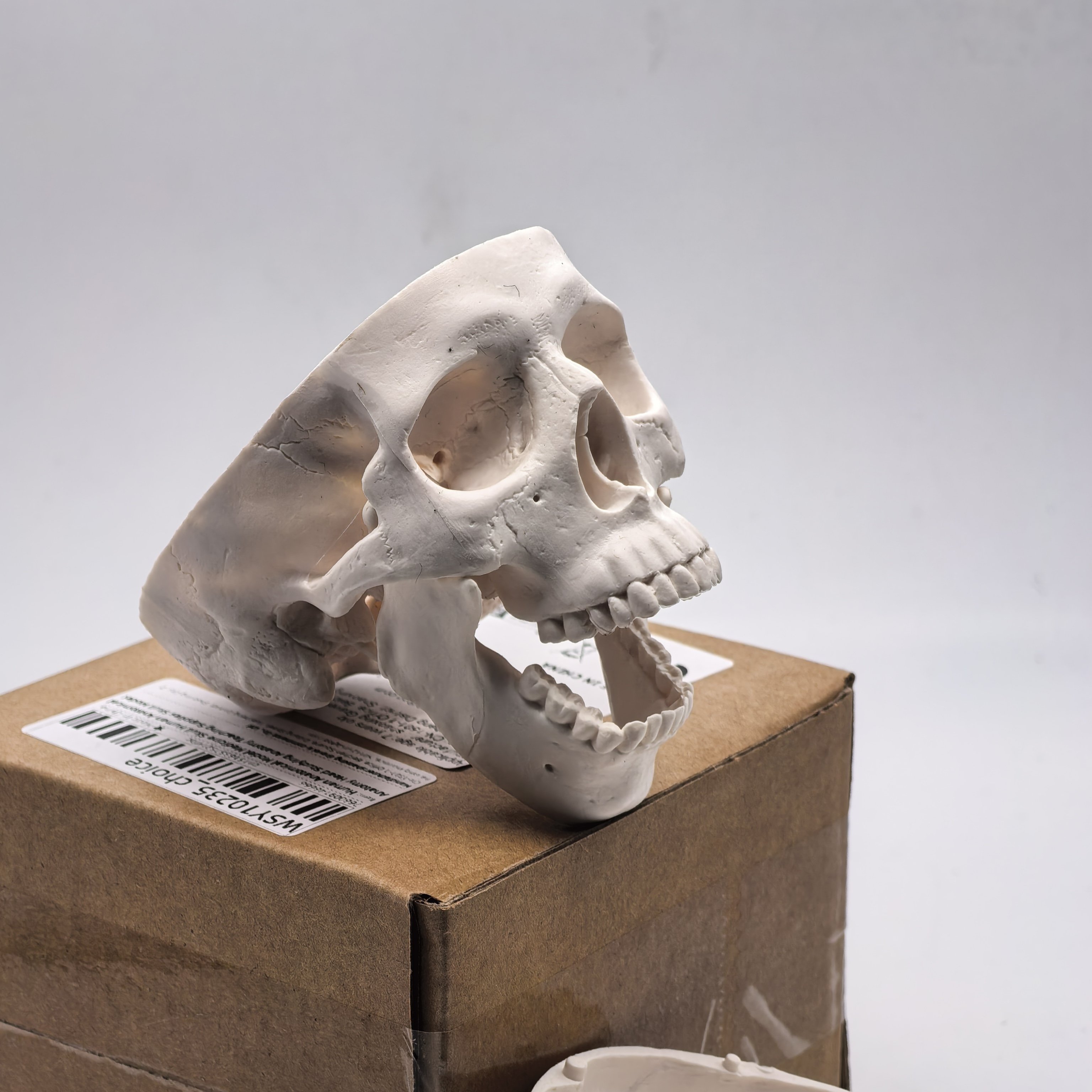 Science For K1 - table Human Skull Model - Anatomical
