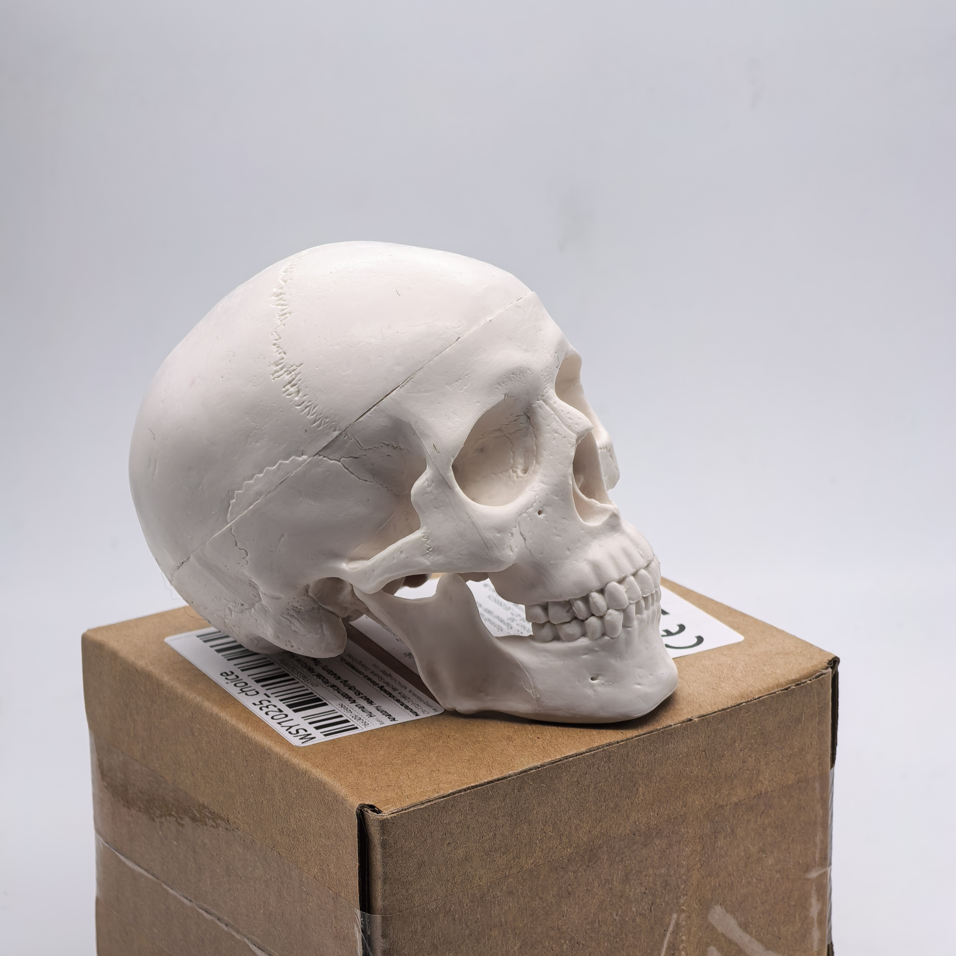 table Human Skull Model - Anat - مراجعة Science For K1 وسعره