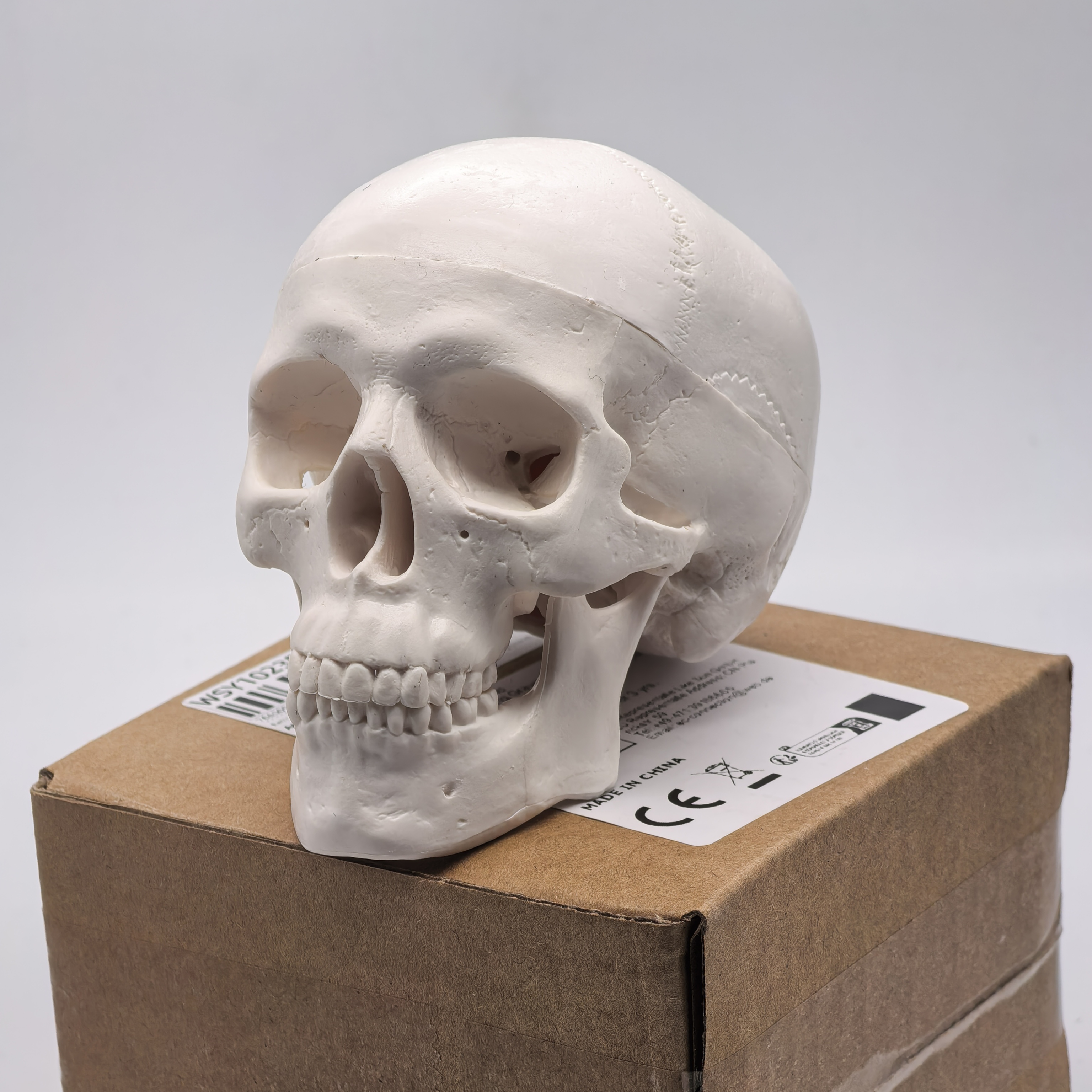 table Human Skull Model - Anat - مراجعة Science For K1 وسعره