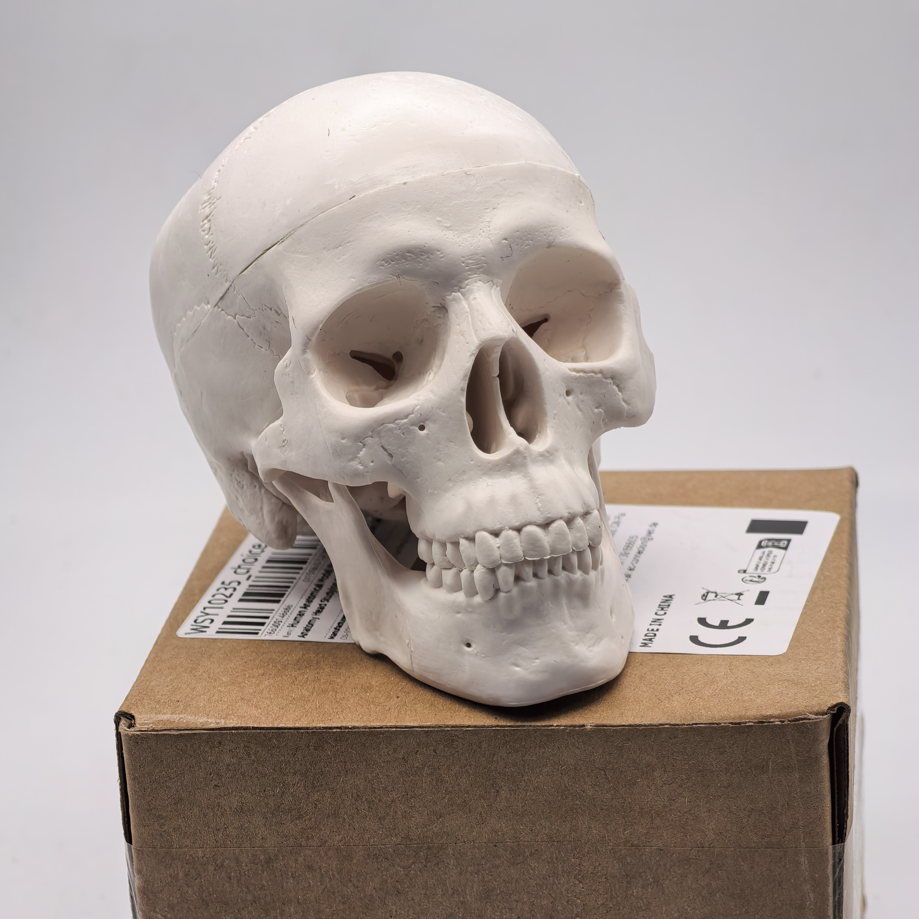 table Human Skull Model - Anat - مراجعة Science For K1 وسعره