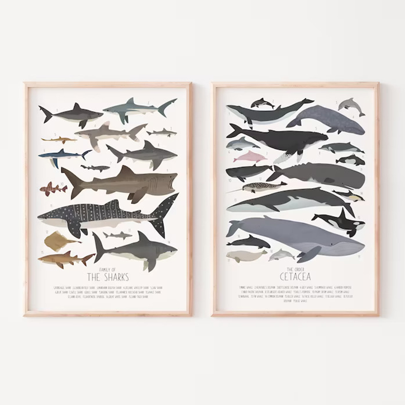 Deep-Sea Fish and Sharks Scien - مراجعة Science Nursery وسعره